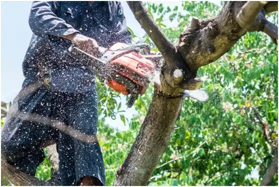 tree services Sister Bay